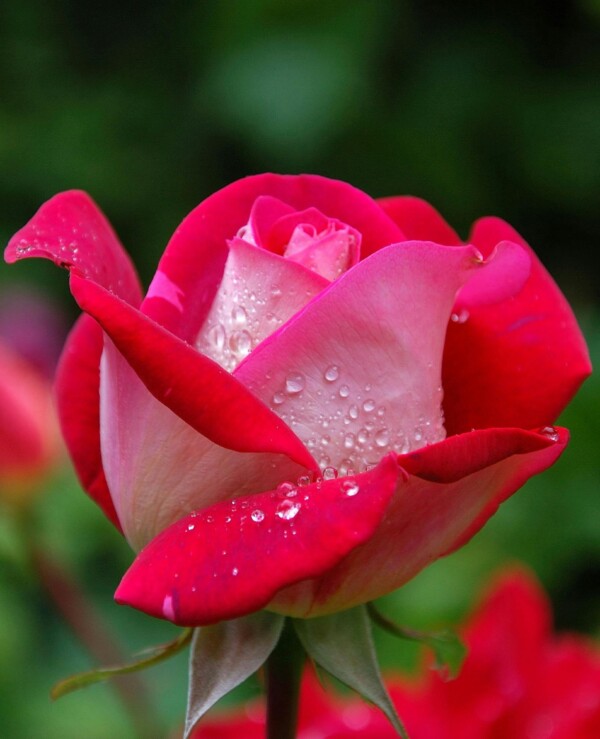 Букет из 9 роз